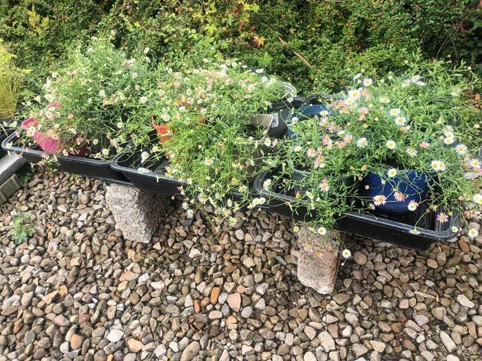 Mexican Daisy - Fleabane - Profusion