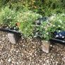 Mexican Daisy - Fleabane - Profusion Image 2