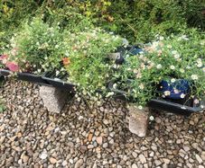 Mexican Daisy - Fleabane - Profusion