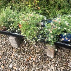 Mexican Daisy - Fleabane - Profusion