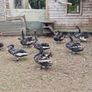 Black swans Image 10
