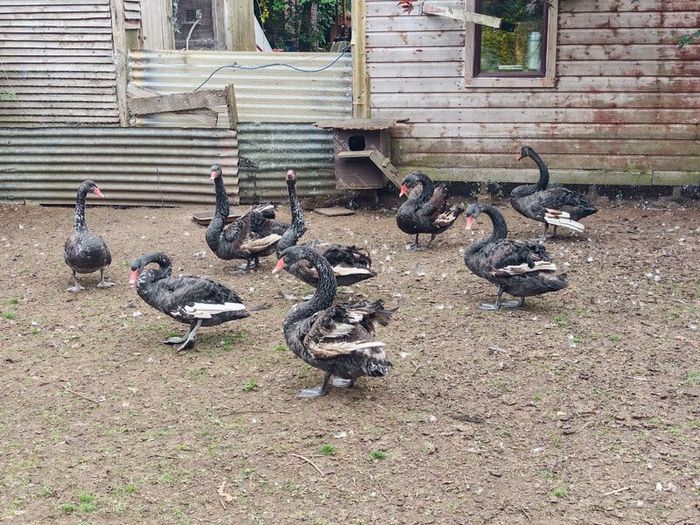 Black swans
