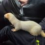 Father Ted the Ferret Image 2