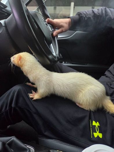Father Ted the Ferret