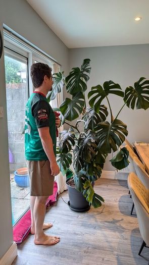 6ft Monstera