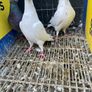 High flyer pigeon & Racer pigeon Image 6