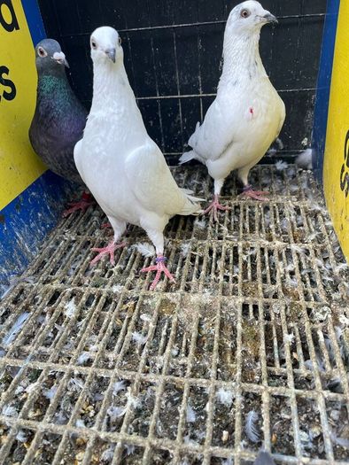 High flyer pigeon & Racer pigeon