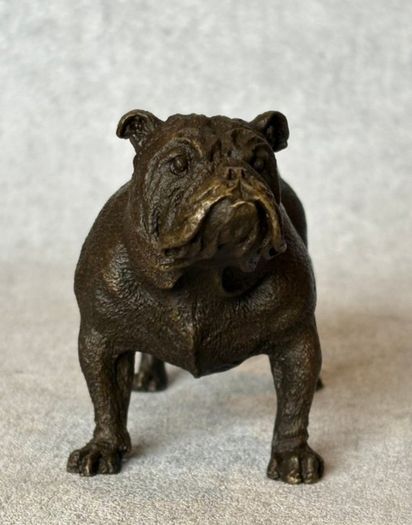 Bulldog - Cold Painted Bronze, Signed