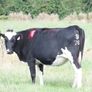 8 Pedigree registered Incalf Heifers Image 2