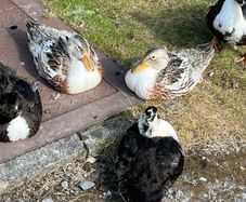 Ducks