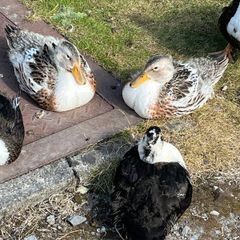 Ducks