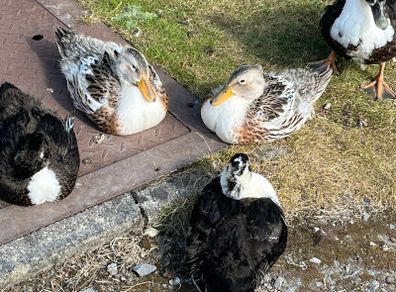 Ducks