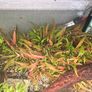 planted tank 250 liter Image 7