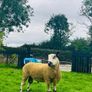 Bluefaced Leicester hoggets Image 3