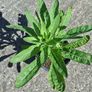 Evening primrose Image 4