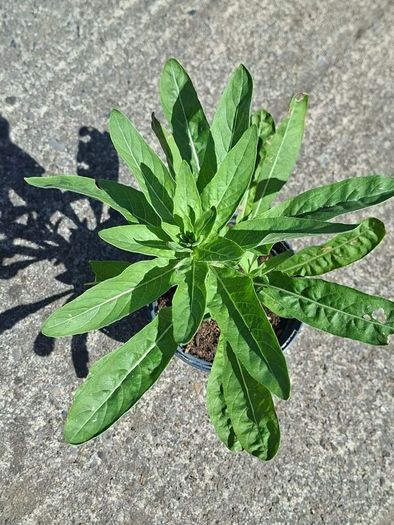 Evening primrose