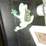 The Mystic Vision Frog Figurine Green White Resin Art Esoteric AllSeeing Eye Image 2