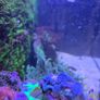 red sea reefer g2 250 Image 6
