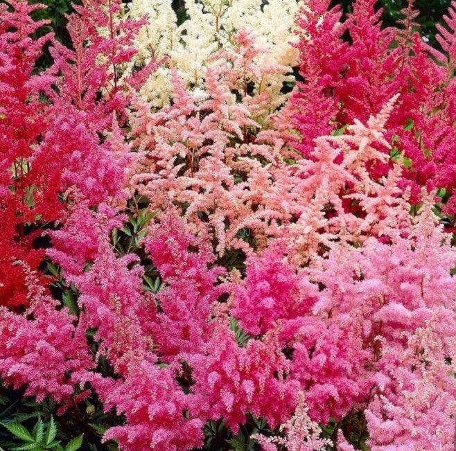 All Plants 5 Euro including rare varieties