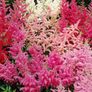 All Plants 5 Euro including rare varieties Image 6