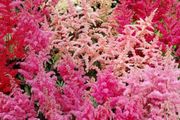 Astilbe Flowers