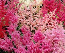 Astilbe Flowers