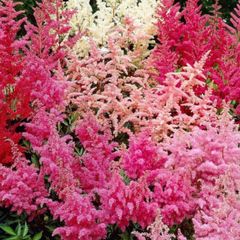 Astilbe Flowers