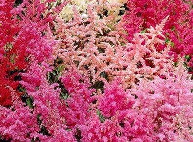 Astilbe Flowers
