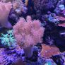 marine  corals Image 8