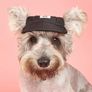 Dog clothes. Jacket, hat, raincoat Image 6