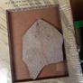 Fossils Image 5