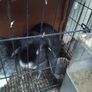 lop ear male rabbit Image 2