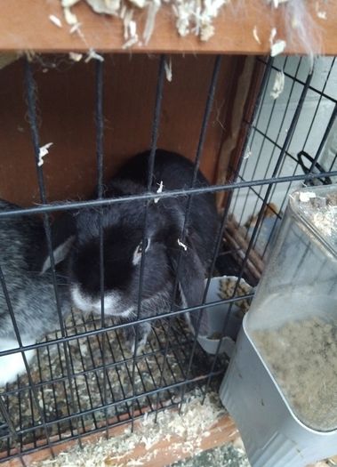 lop ear male rabbit