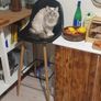 cat missing reward offered Image 3
