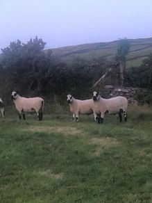 Kerry Hill PBNR Rams