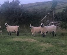 Kerry Hill PBNR Rams