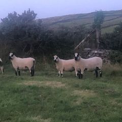 Kerry Hill PBNR Rams