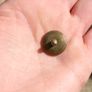 vintage military badges (20 each) Image 7