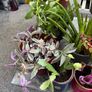 11 healthy Plants, Lucan Image 3
