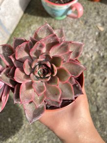 plant
