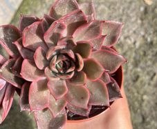 plant