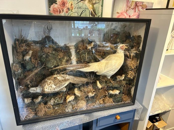 taxidermy pheasants and chicks