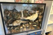 taxidermy pheasants and chicks