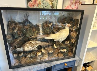 taxidermy pheasants and chicks