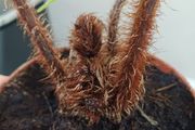 Cyathea cooperi tree fern