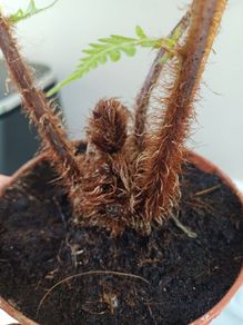 Cyathea cooperi tree fern
