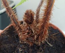 Cyathea cooperi tree fern