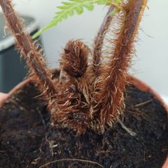 Cyathea cooperi tree fern
