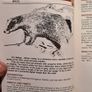 Land Mammals In Ireland. Issued By Forest And Wildlife Service. Leesonane Dublin. Booklet.1986. Image 9