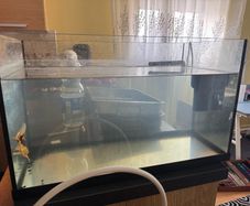Fish tank